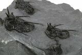 Spiny Devil-Horned Cyphaspis Trilobite Cluster - Mrakib, Morocco #381606-6